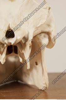 photo reference of skull 0044
